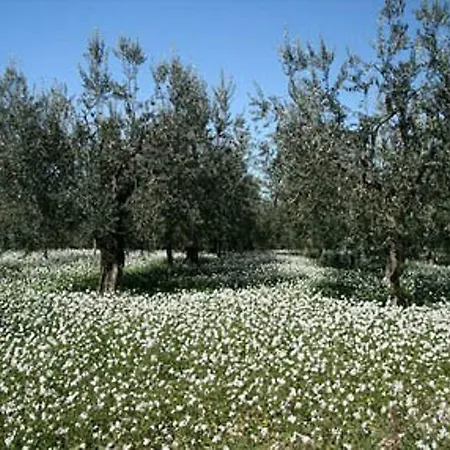 La Collina Degli Ulivi Giano dellʼUmbria