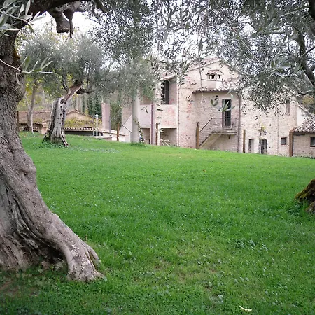 Villa La Collina Degli Ulivi