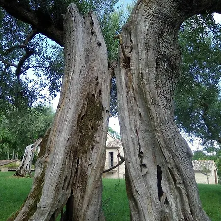 La Collina Degli Ulivi Villa *